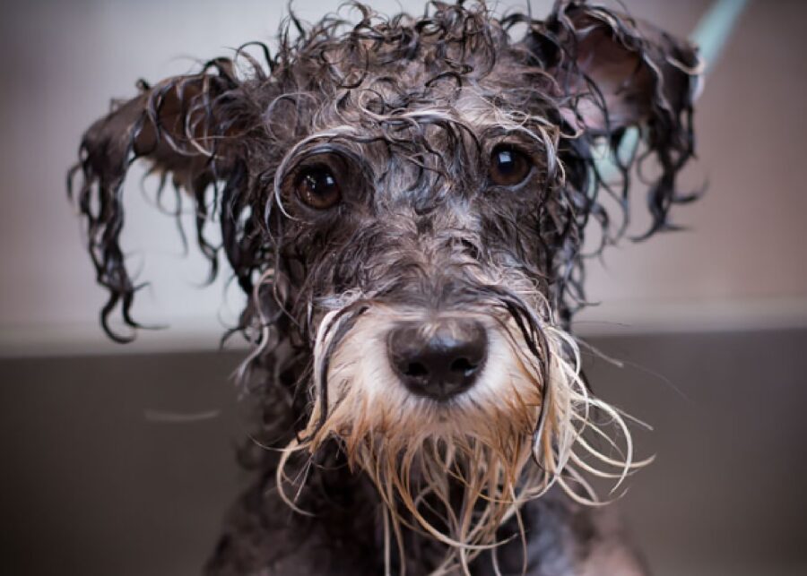 cane dal pelo lungo pulito