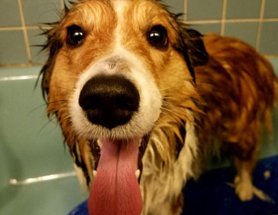 cane felice per essersi lavato per bene