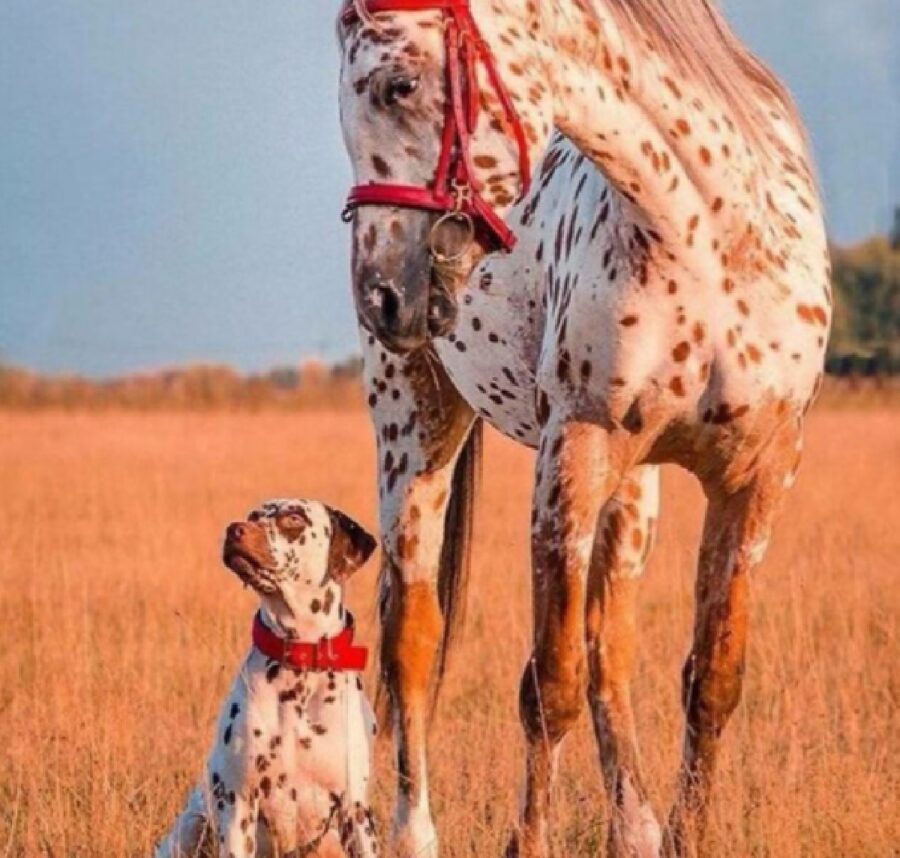 cane e cavallo rosso e arancione