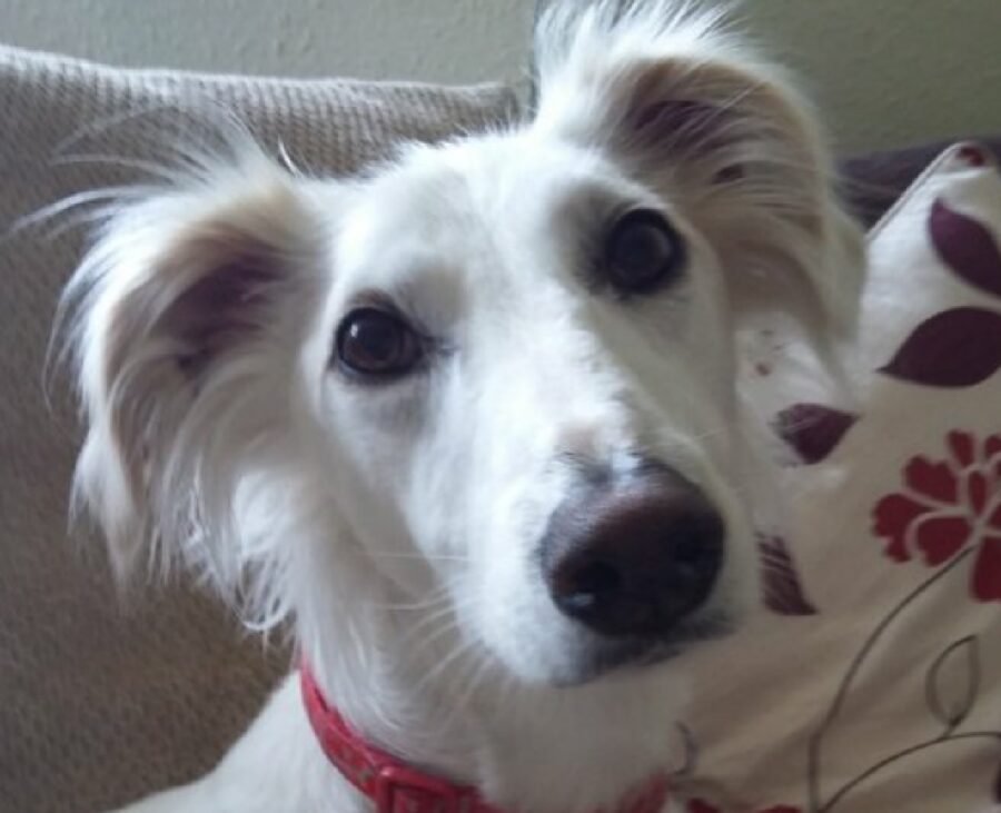 cagnolino bianco collare rosso