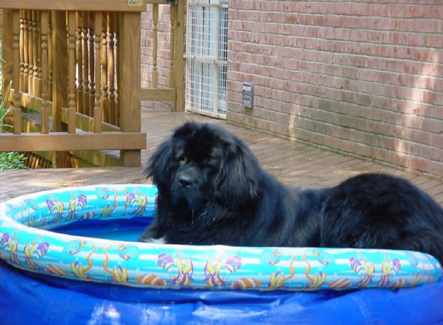 cane nero dentro piscina