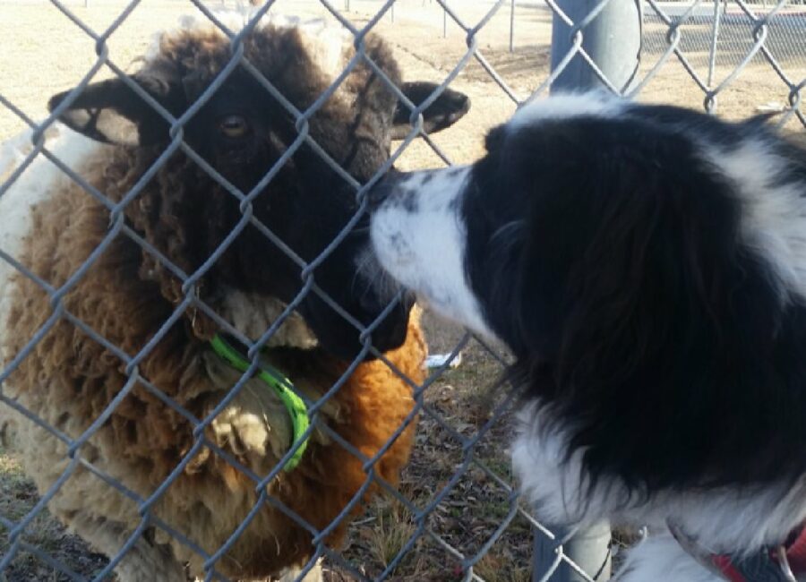 cane border collie pecora