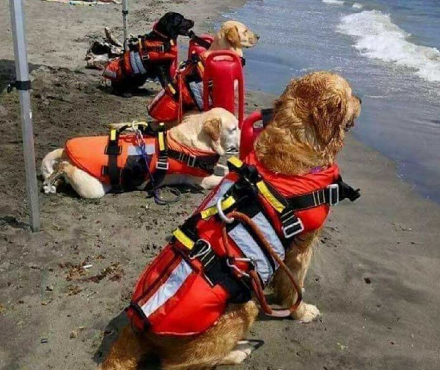 cani squadra salvataggio mare