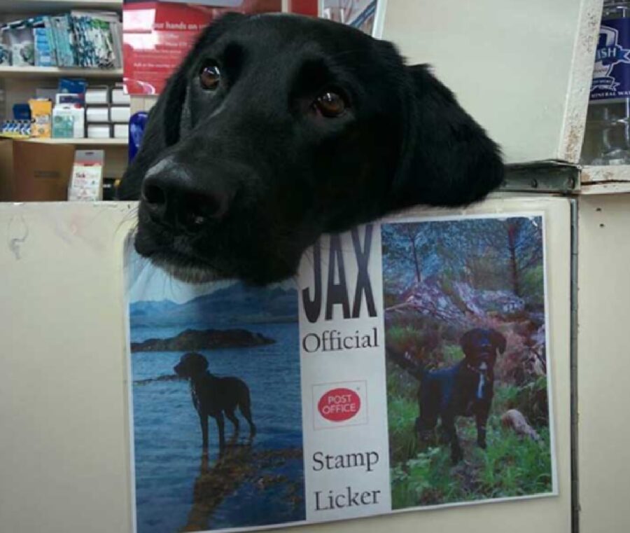 cagnolino appoggiato su sbarra