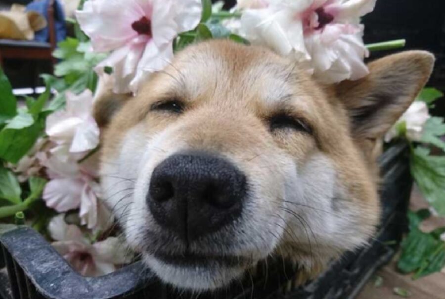 cucciolo dorme sui fiori