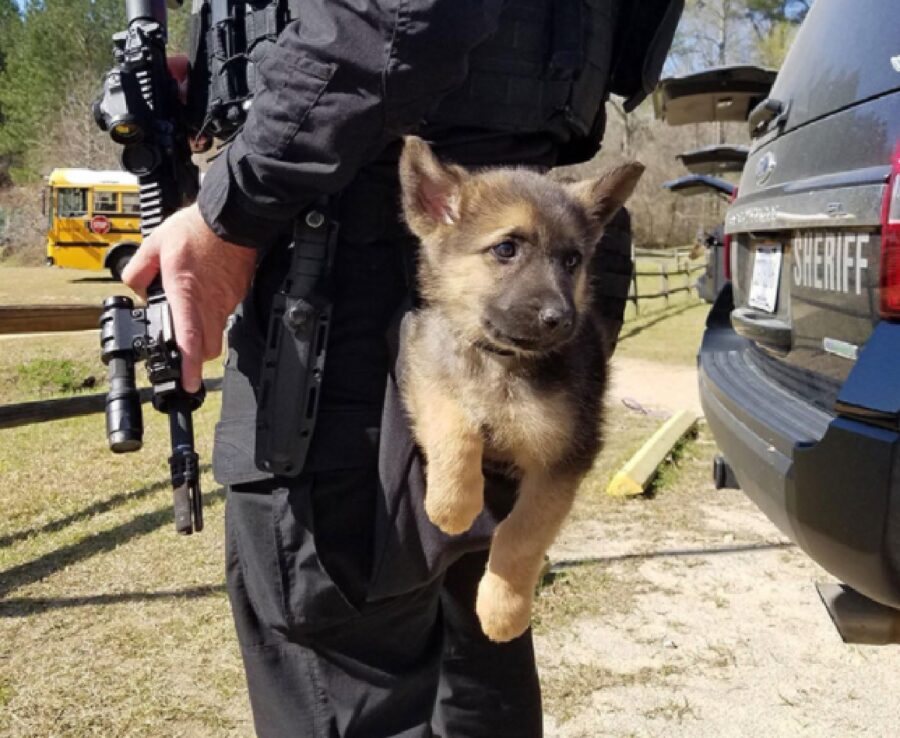 cucciolo impara dal poliziotto