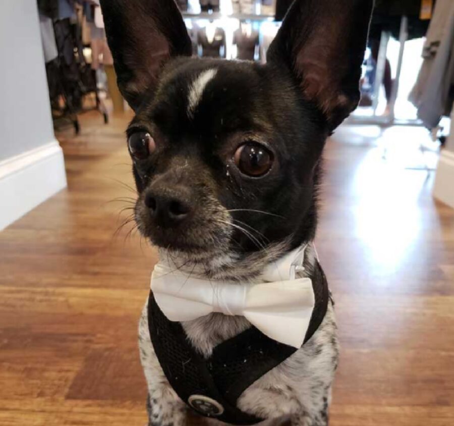 cucciolo di cane con farfallino bianco