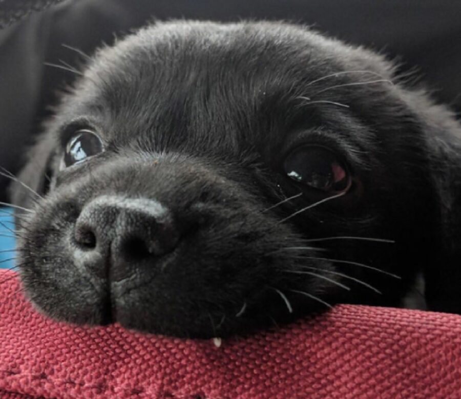 cucciolo ha un solo dente