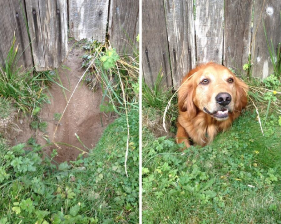 cane passa sotto buco