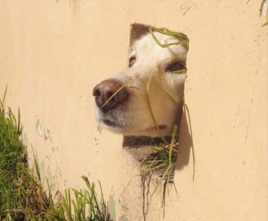 cucciolo di cane buco muro