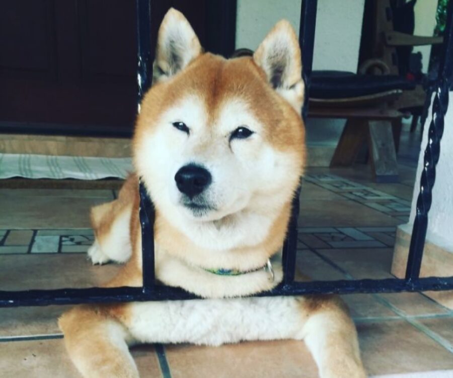 cane shiba inu tra pezzi di ferro