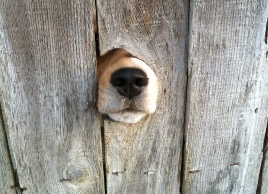 cane spunta fuori naso