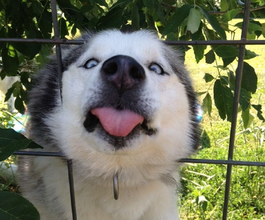 cagnolino husky lingua fuori