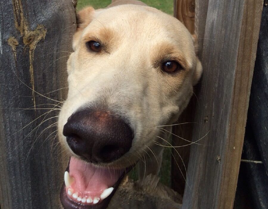 cane felice di conoscere 