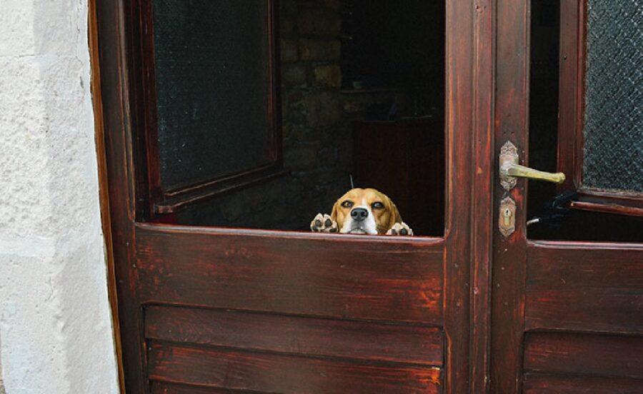 cane dietro porte saloon