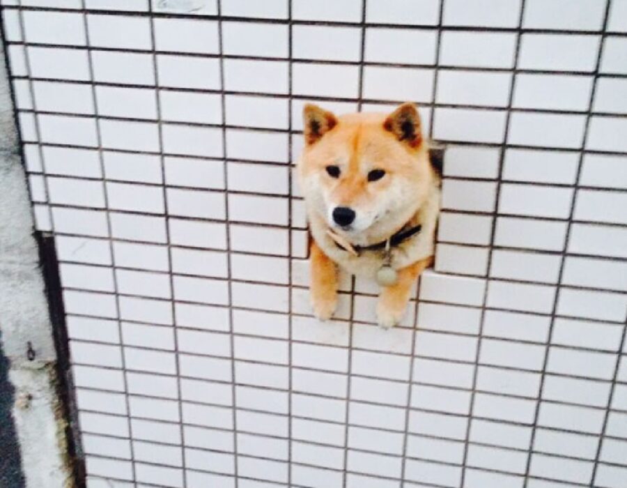 cane esce fuori da muro