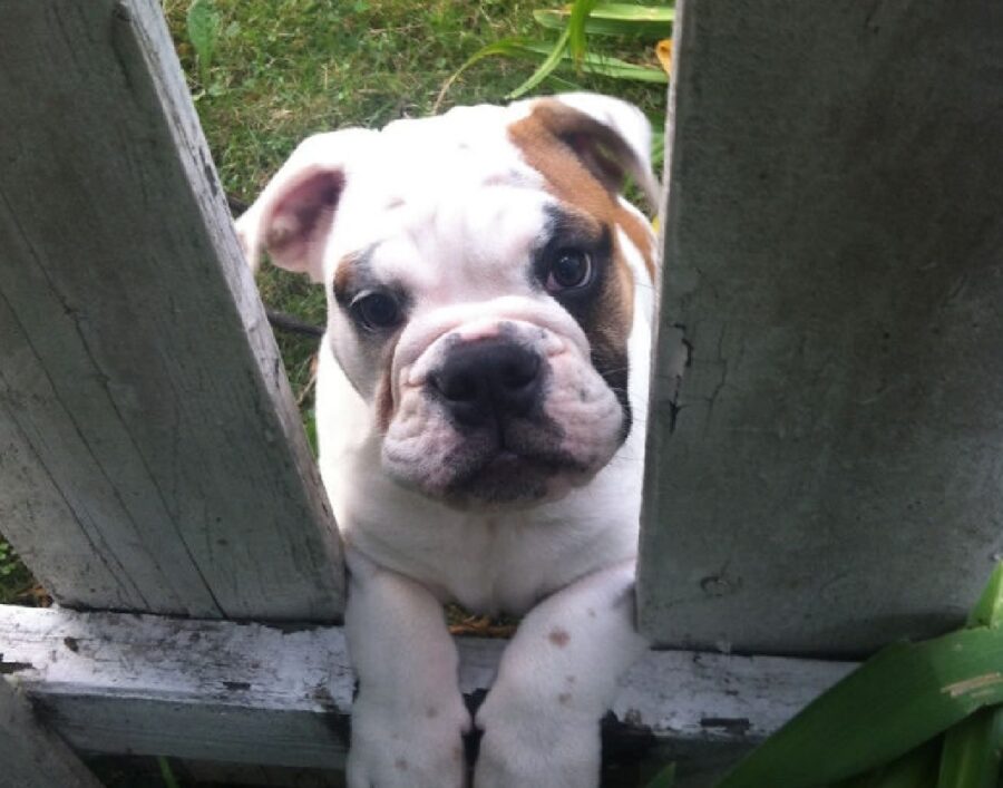 cane bulldog francese 