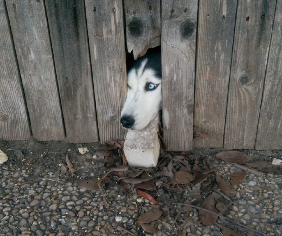 cane husky staccionata rotta