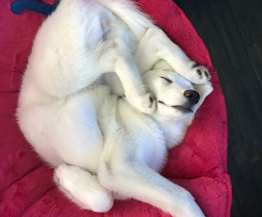 cagnolino bianco dorme su cuscinetto 