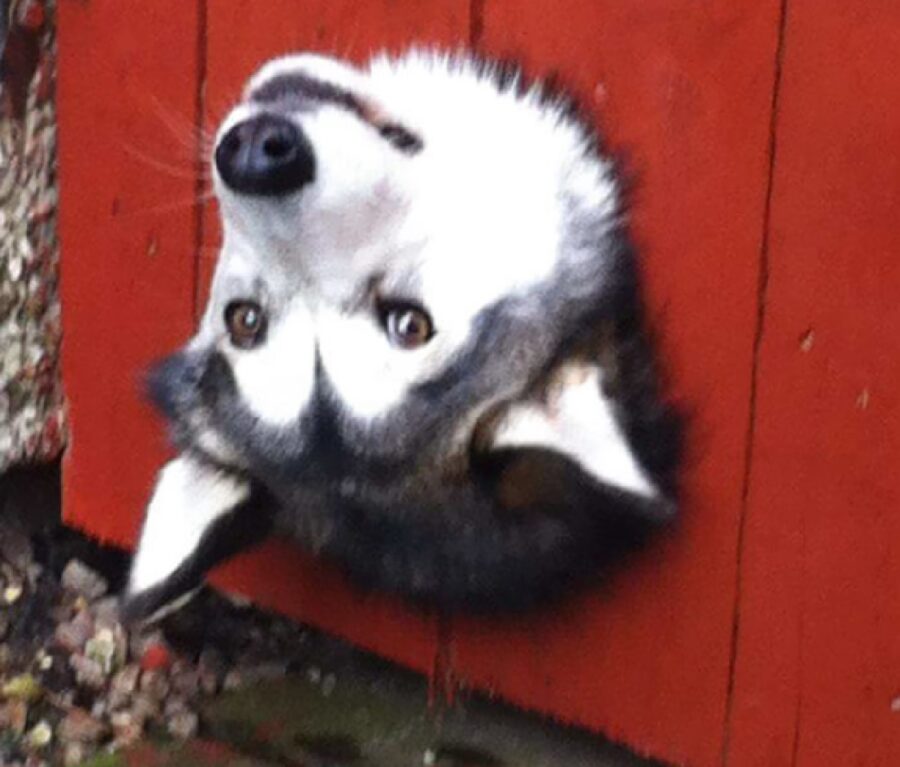 cane husky testa al contrario