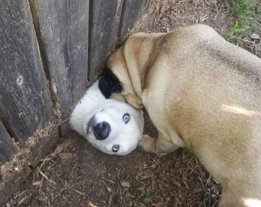 cane bianco occhi azzurri