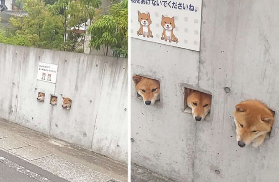 cani fori nel muro di cemento