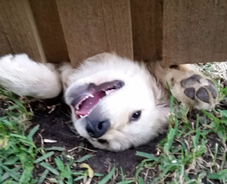 cagnolino felice di vedere umano