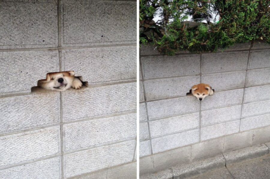 cane esce da piccolo buco nel muro