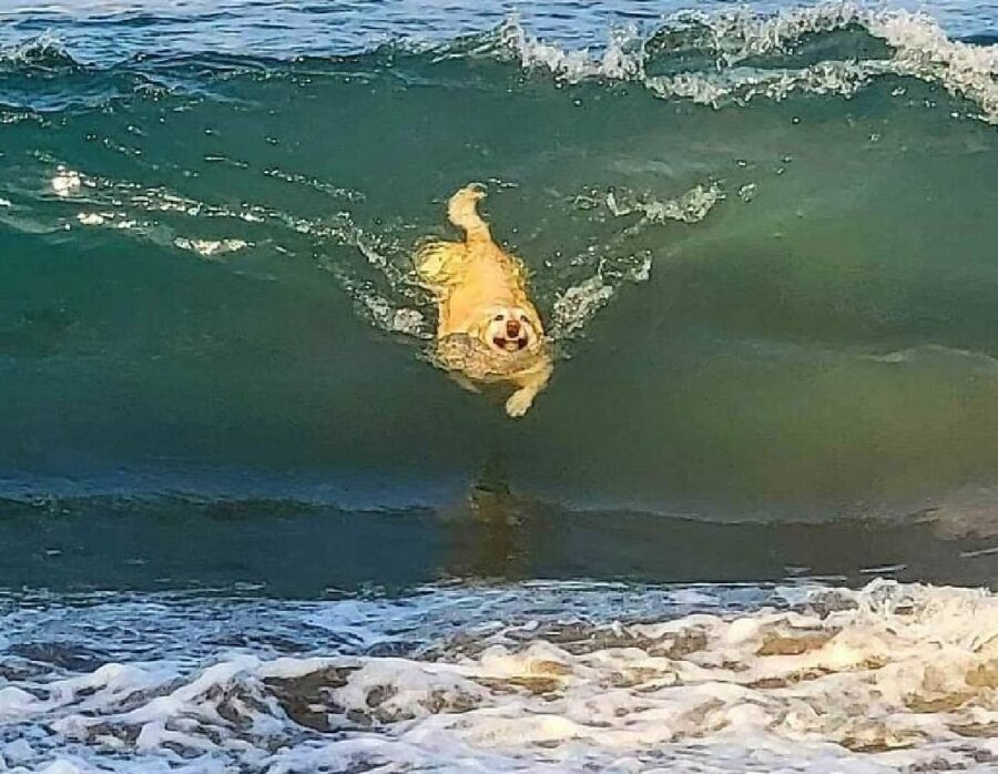 cane nuota attraversando onda