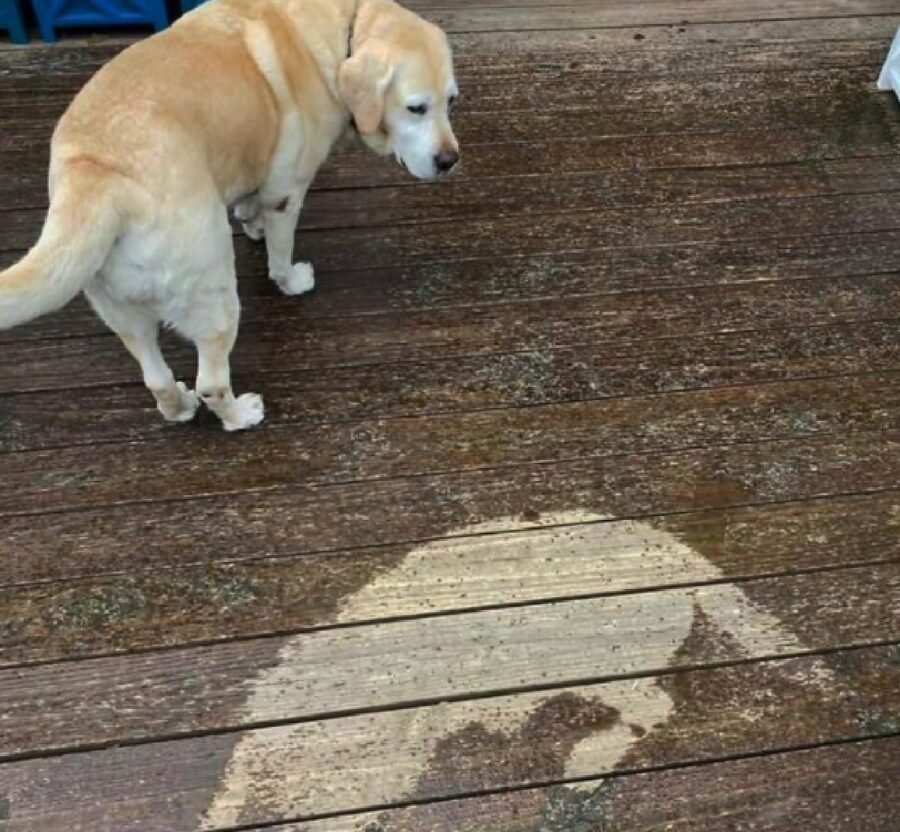 cane lascia traccia sul pavimento