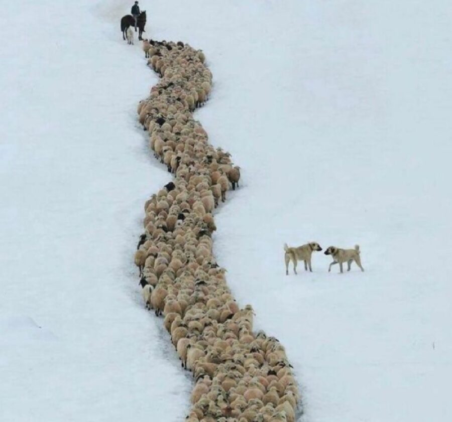 due cani gregge pecore