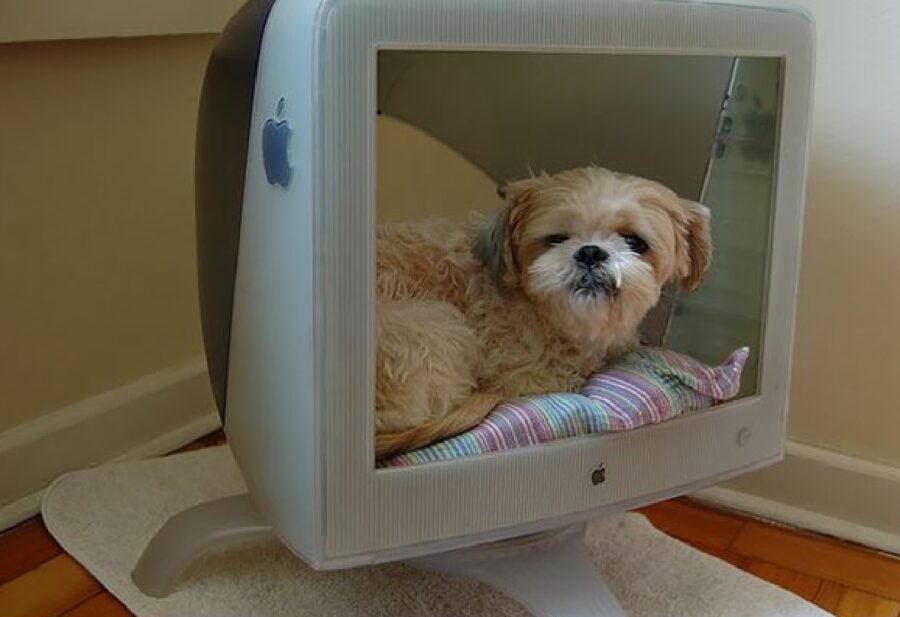 cane cuccia dentro monitor