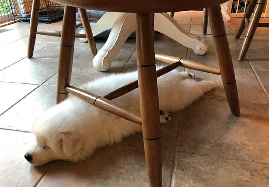 cane bianco sotto sedia