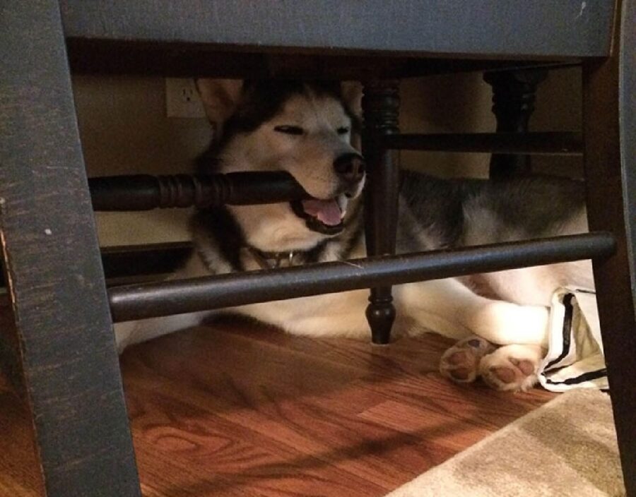 cane husky dorme con pezzo di legno tra denti