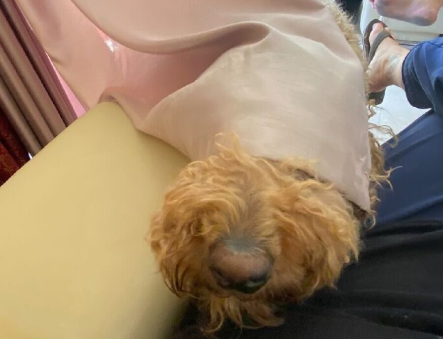 cane dietro tenda rosa
