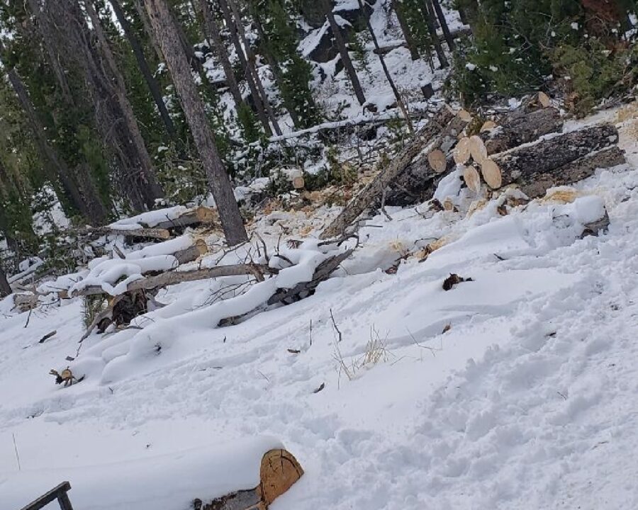 cucciolo di cane nascosto neve