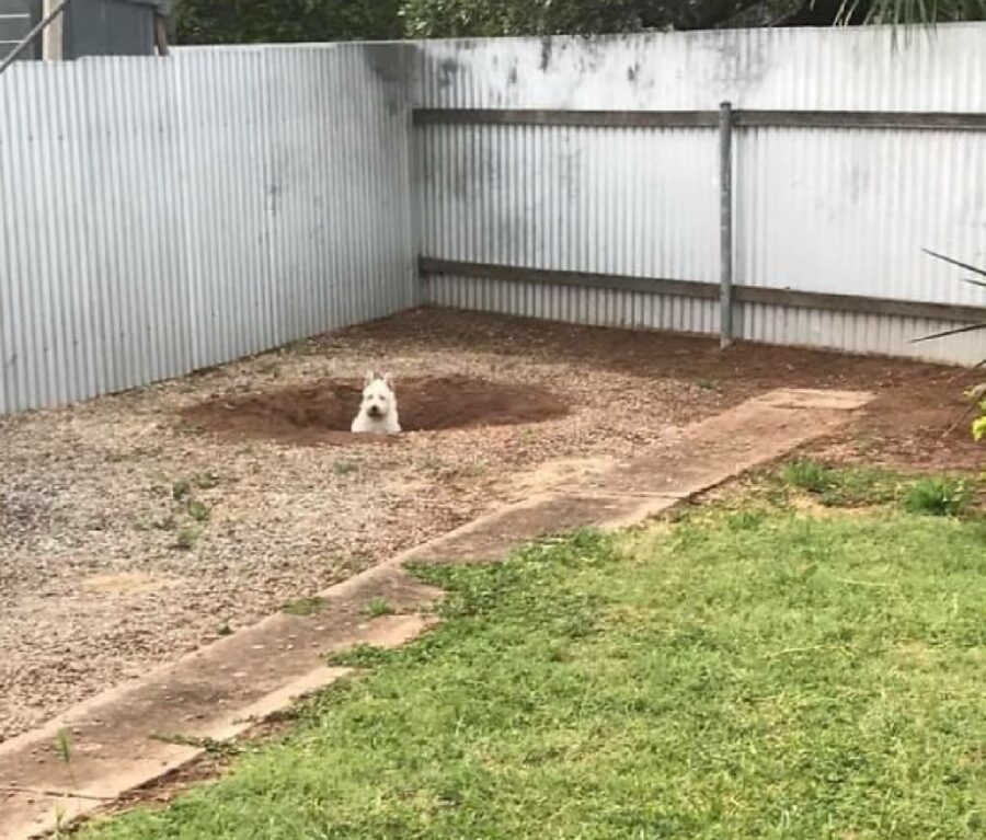 cagnolino bianco crea nascondiglio