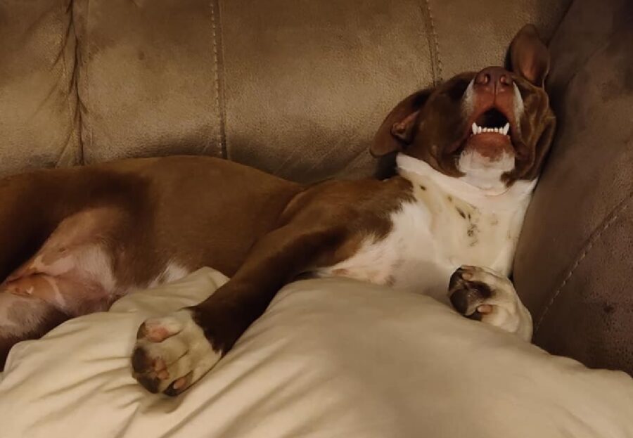 cagnolino dorme bocca aperta