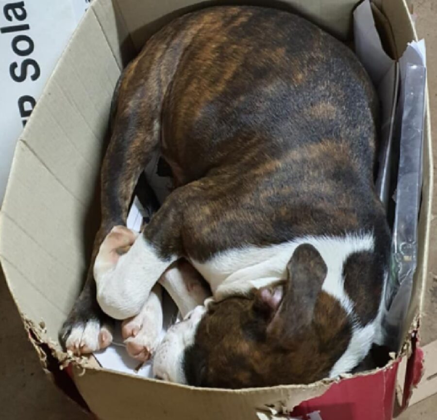 cagnolino cucciolo dentro scatola