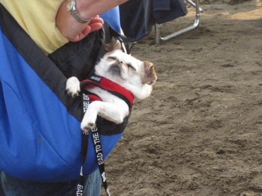 cagnolino dorme dentro borsa