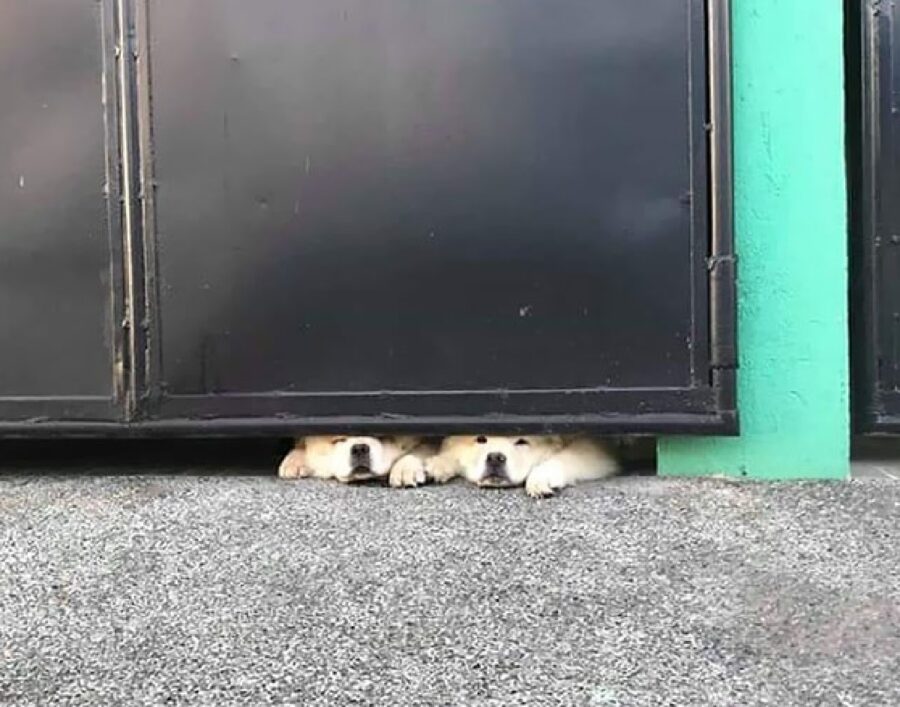 coppia cani sotto cancello