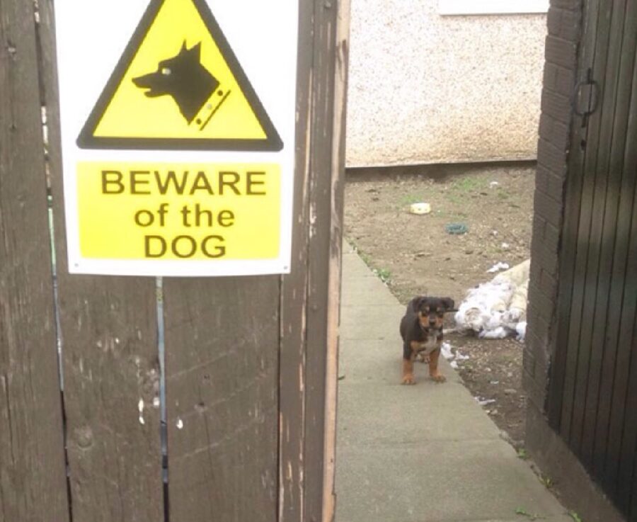 cucciolo di cane dietro cancello