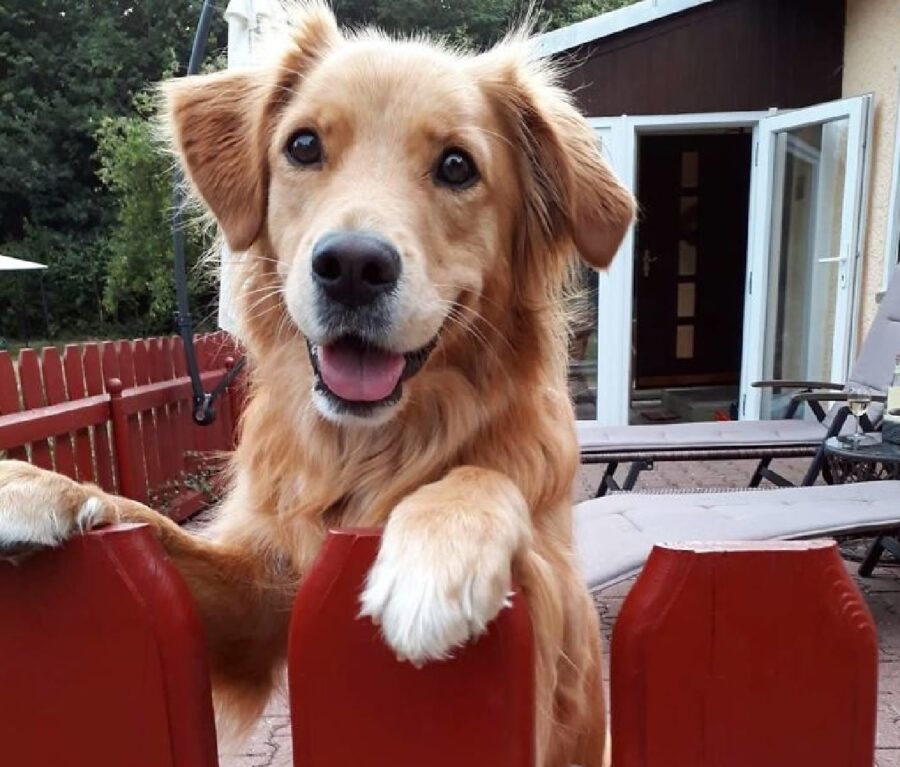 cane staccionata rossa appoggio