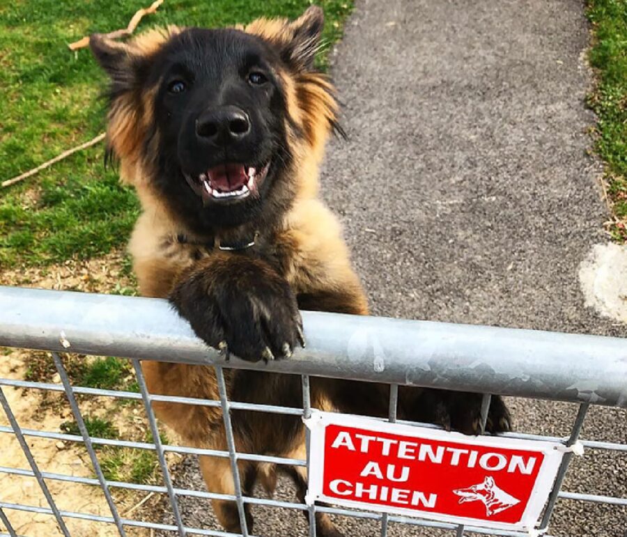 cucciolo di cane appoggiato al cancello