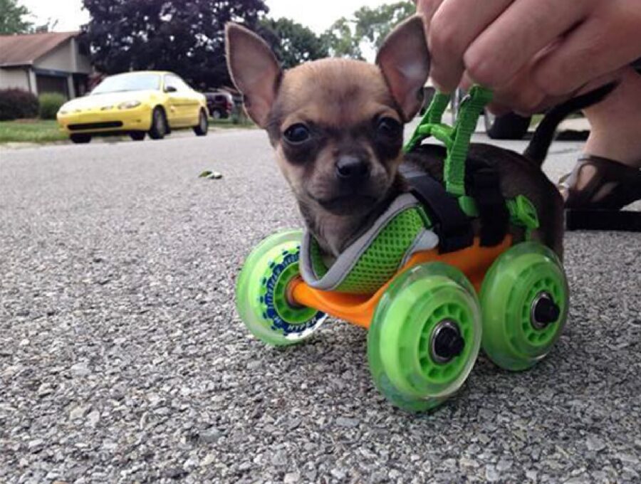 cagnolino adesso può camminare