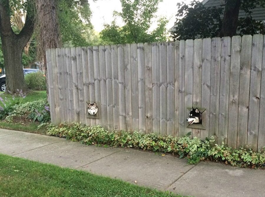 cani sbucano fuori da staccionata