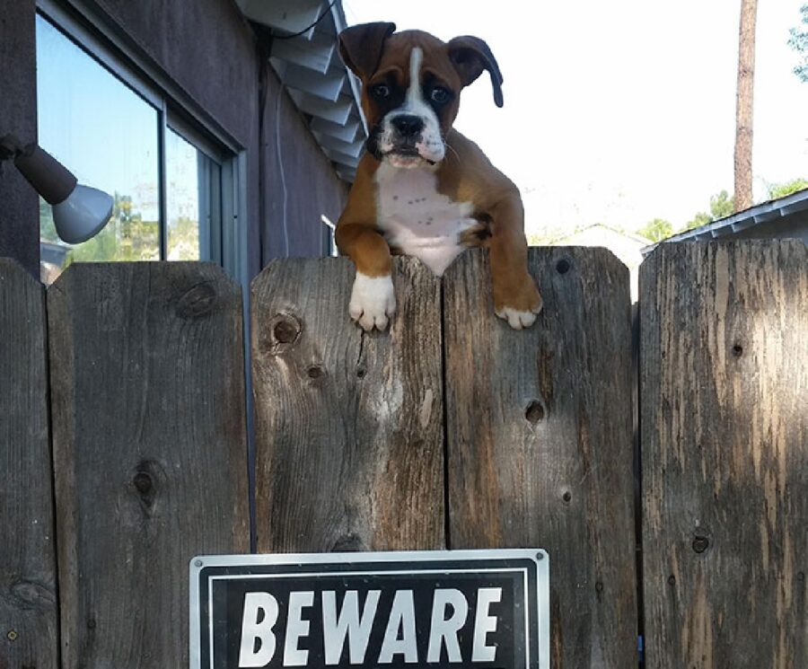 cagnolino recinzione in legno