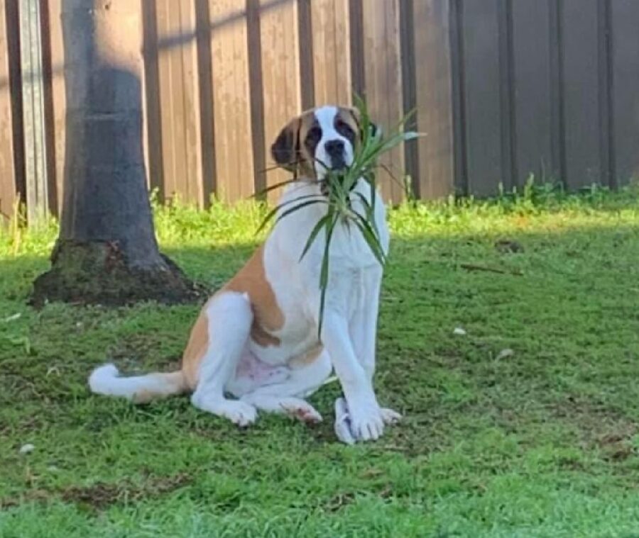 cagnolino dietro pianta piccola