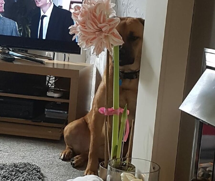 cagnolino pianta dentro vaso