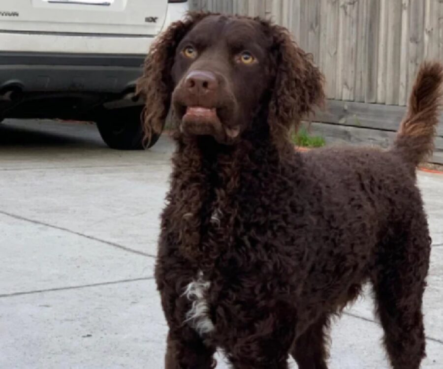 cane smorfia sul volto